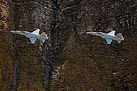 Switzerland - Air Force – Northrop F-5E Tiger II J-3005